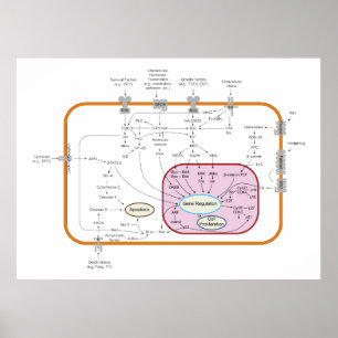 Póster Diagrama de los caminos de la transducción de la