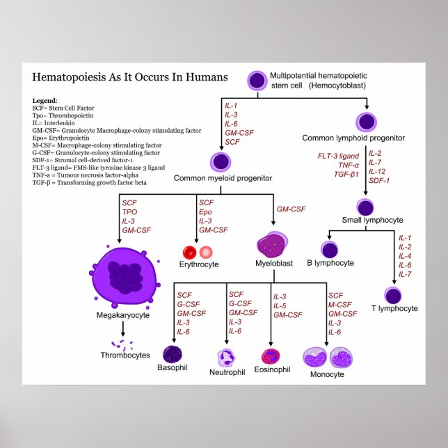 Póster Diagrama de los factores de crecimiento hematopoyé (Frente)