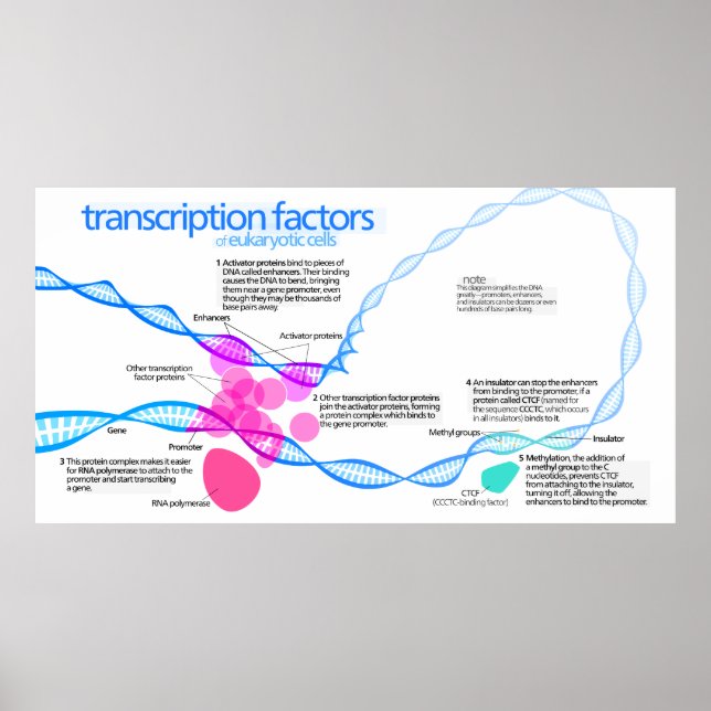 Póster Diagrama de los factores de transcripción génica (Frente)