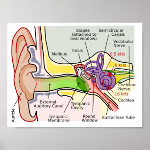 Póster Diagrama de mapa de frecuencia coclear ocular en e