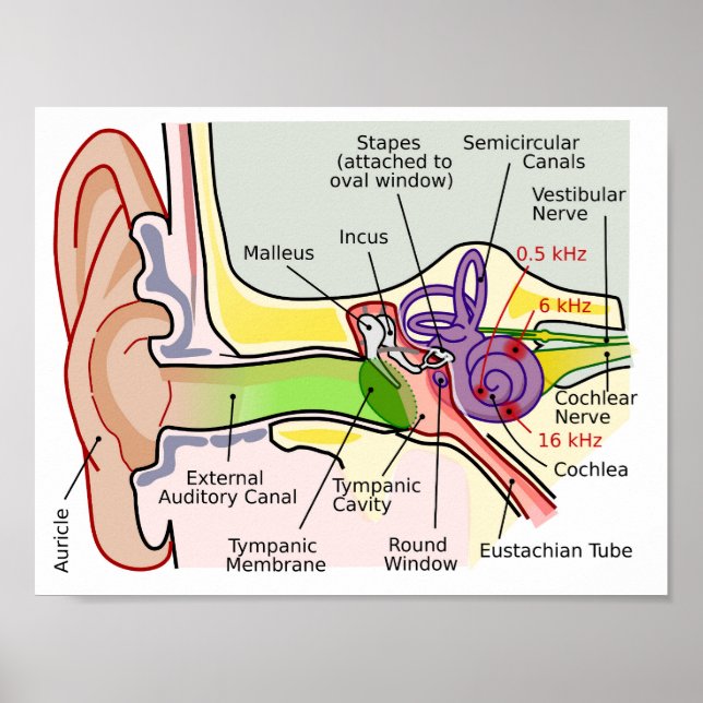 Póster Diagrama de mapa de frecuencia coclear ocular en e (Frente)