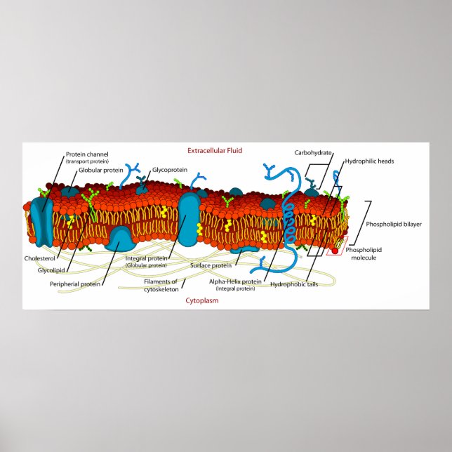 Póster Diagrama de membrana celular Frecuente en todas la (Frente)