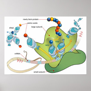 Póster Diagrama de moléculas de ARNm y ARNt de ribosoma p