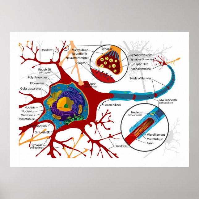 Póster Diagrama de neuronas Células nerviosas (Frente)