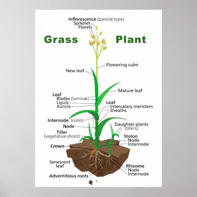 Póster Diagrama de planta de graminoides de hierba (Frente)