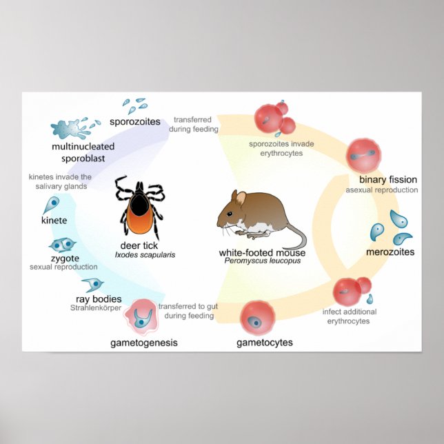 Póster Diagrama de poster Ciclo de vida de Babesia microt (Frente)