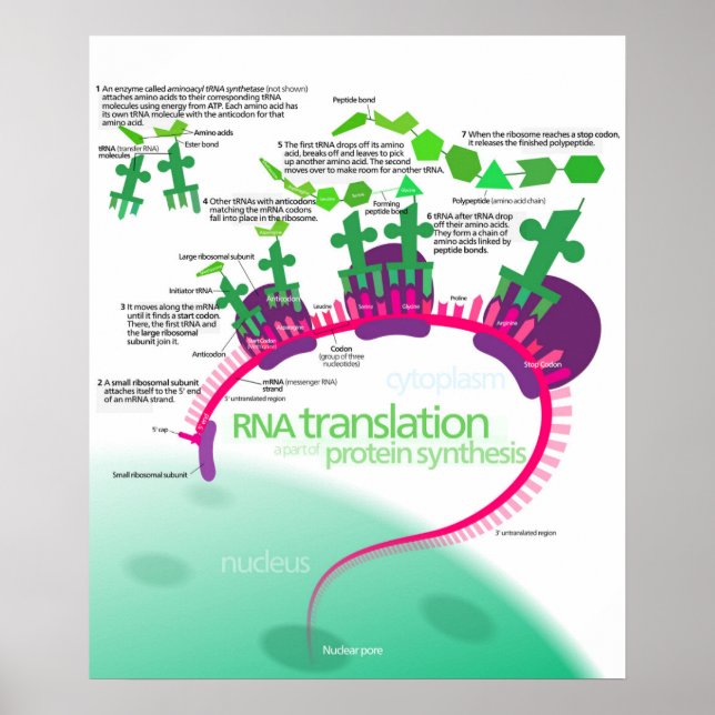Póster Diagrama de síntesis de proteínas de la traducción (Frente)