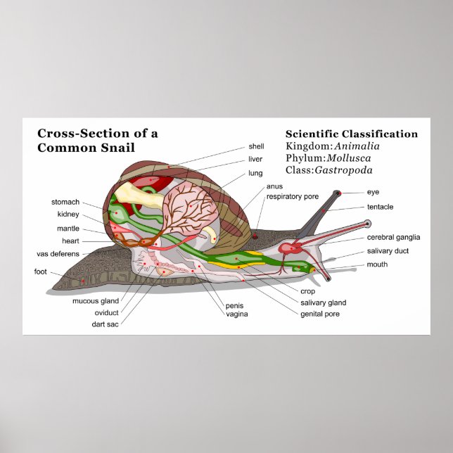 Póster Diagrama de un caracol de jardín común (Helix aspe (Frente)