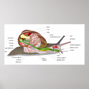 Póster Diagrama de un Helix Aspersa Mollusk de caracol