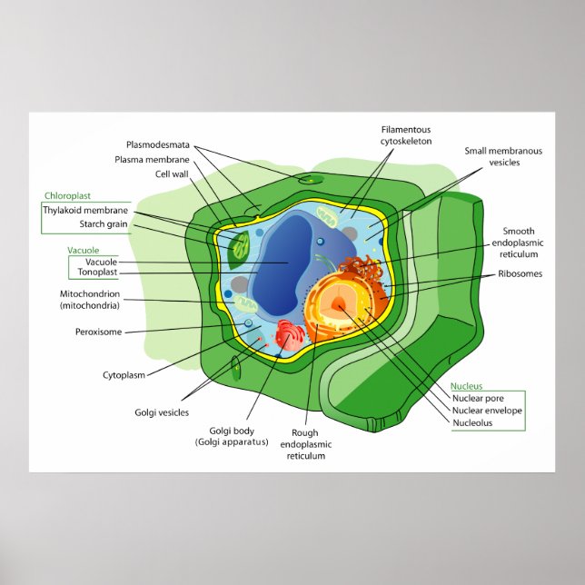 Póster Diagrama de una estructura típica de células veget (Frente)