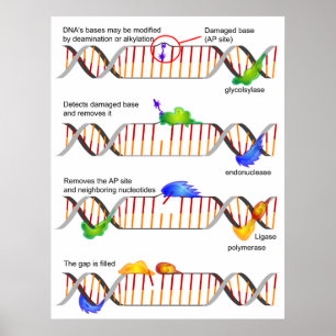 Póster Diagrama de una reparación baja simple de la
