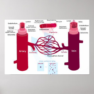 Póster Diagrama de Vasos Sanguíneos Arterias Venas Capila