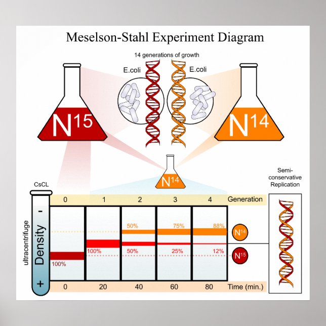 Póster Diagrama del ADN del experimento de Meselson Stahl (Frente)