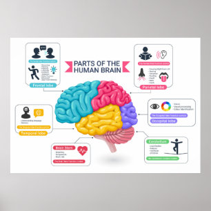 Póster Diagrama del cerebro humano