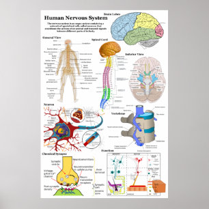 Póster Diagrama del cerebro humano y del sistema nervioso
