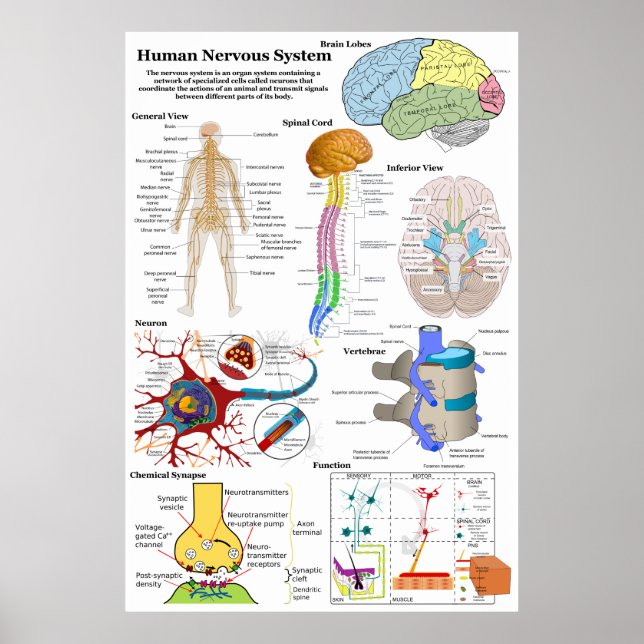 Póster Diagrama del cerebro humano y del sistema nervioso (Frente)