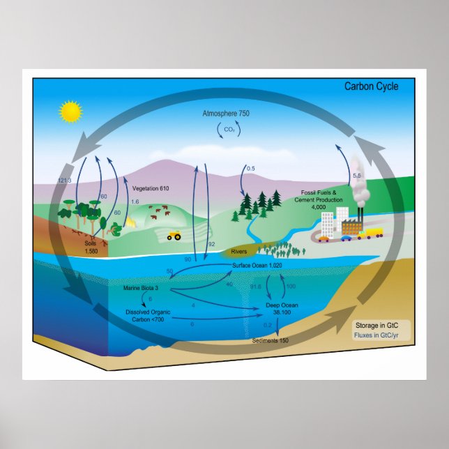 Póster Diagrama del ciclo biogeoquímico del carbono (Frente)