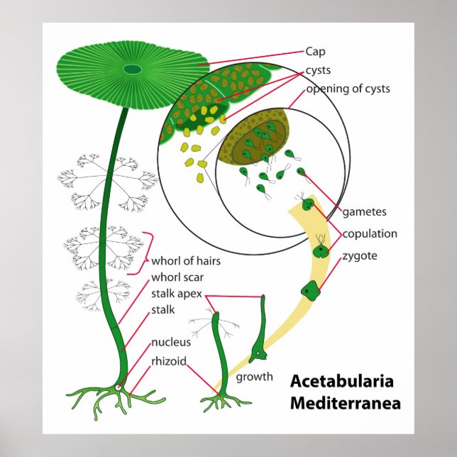 Póster Diagrama del ciclo de vida de Acetabularia Mediter (Frente)