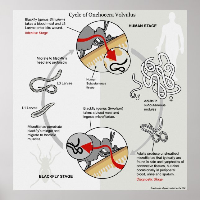 Póster Diagrama del ciclo de vida de Onchocerca Volvulus (Frente)