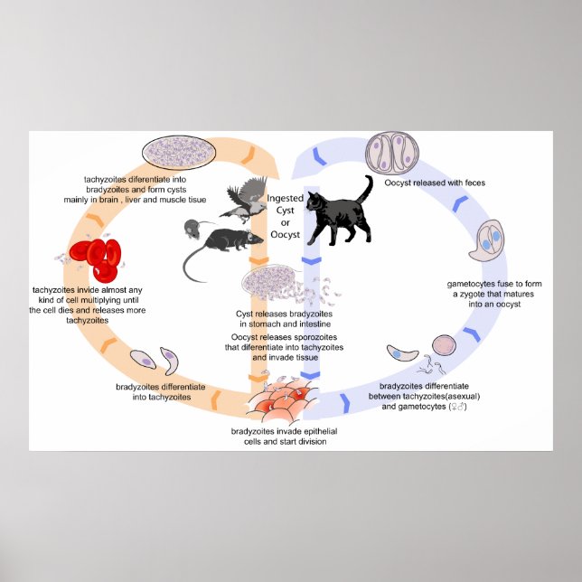 Póster Diagrama del ciclo de vida de Toxoplasma Gondii (Frente)