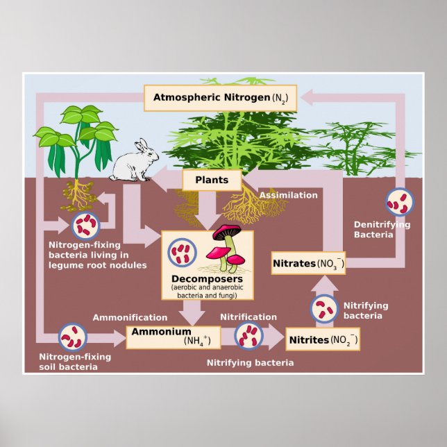 Póster Diagrama del ciclo del nitrógeno de la Tierra (Frente)