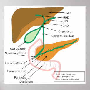 Póster Diagrama del conducto biliar biliar humano del
