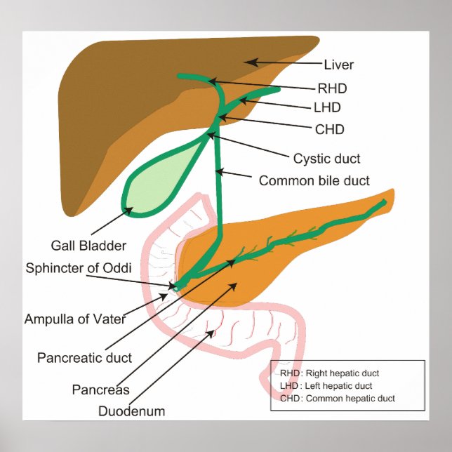 Póster Diagrama del conducto biliar del sistema humano (Frente)