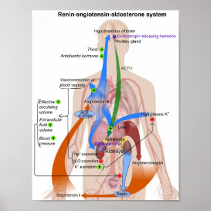 Póster Diagrama del cuerpo humano del sistema renina-angi