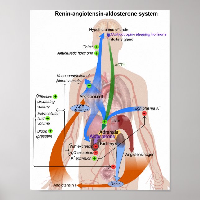 Póster Diagrama del cuerpo humano del sistema renina-angi (Frente)