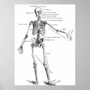 Póster Diagrama del médica del esqueleto de la anatomía m