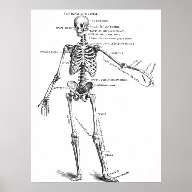 Póster Diagrama del médica del esqueleto de la anatomía m (Frente)