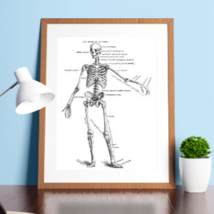 Póster Diagrama del médica del esqueleto de la anatomía m