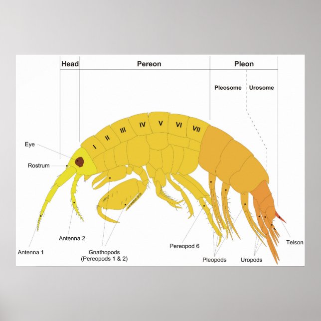 Póster Diagrama del Plan Corporal de un Anfipodo (Frente)