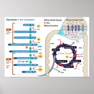 Póster Diagrama del Poster de Glicosis por Respiración Ce