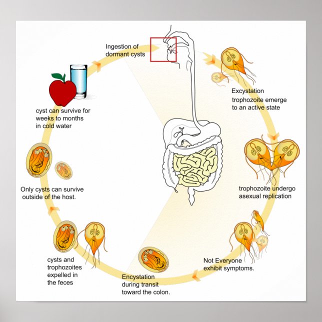 Póster Diagrama del poster Parasito del ciclo de vida de  (Frente)