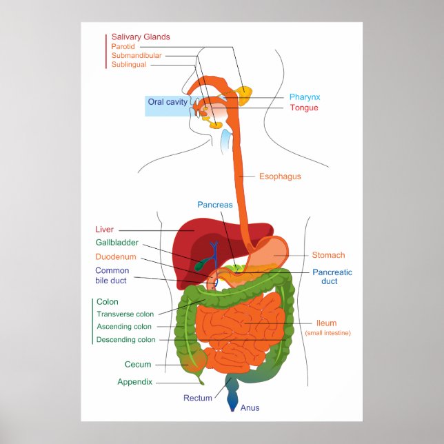 Póster Diagrama del sistema digestivo humano (Frente)