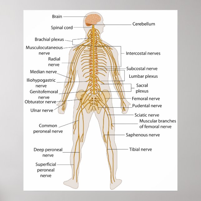 Póster Diagrama del sistema nervioso del cuerpo humano (Frente)