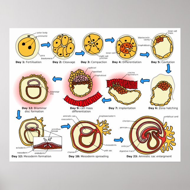 Póster Diagrama del sistema reproductivo de embriogénesis (Frente)