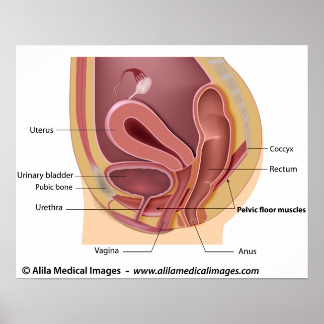Póster Diagrama del sistema reproductivo femenino etiquet (Frente)