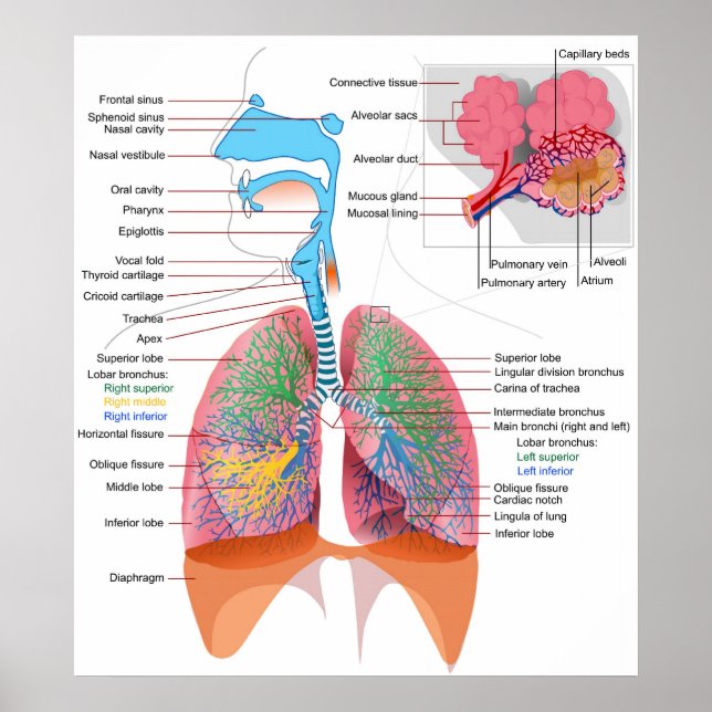 Póster Diagrama del sistema respiratorio humano (Frente)