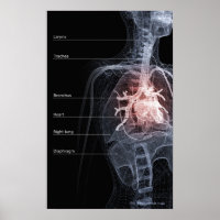 Diagrama del sistema respiratorio y del corazón