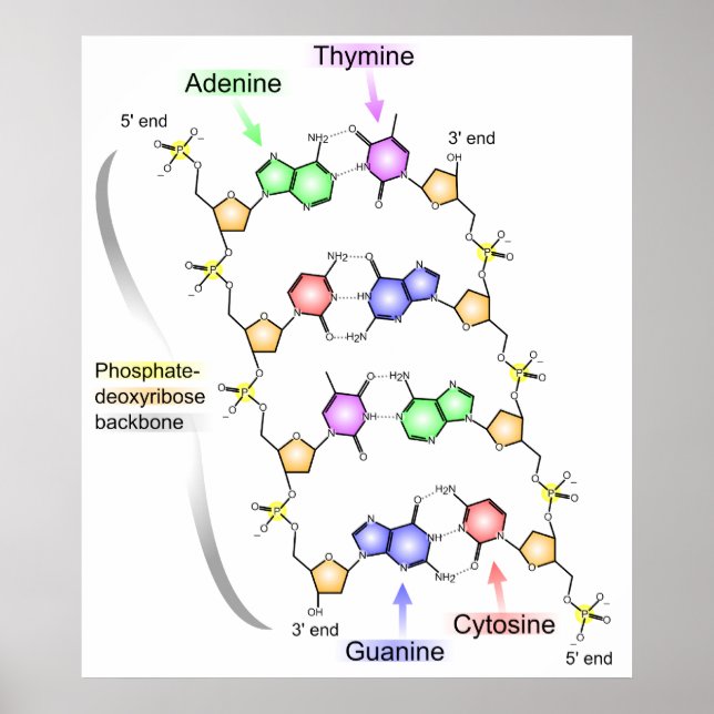 Póster Diagrama detallado de la estructura química del AD (Frente)
