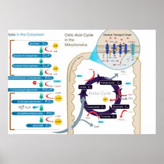 Póster Diagrama detallado de la respiración celular