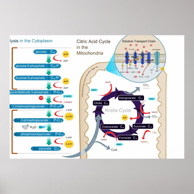 Póster Diagrama detallado de la respiración celular (Frente)