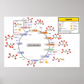 Póster Diagrama detallado del ciclo del ácido cítrico