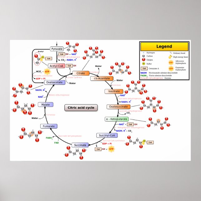 Póster Diagrama detallado del ciclo del ácido cítrico (Frente)