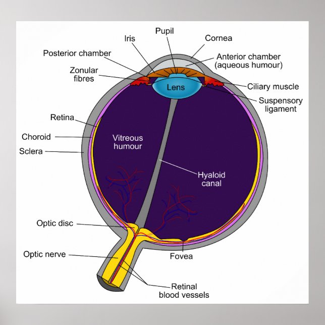 Póster Diagrama esquemático anatómico del ojo humano (Frente)