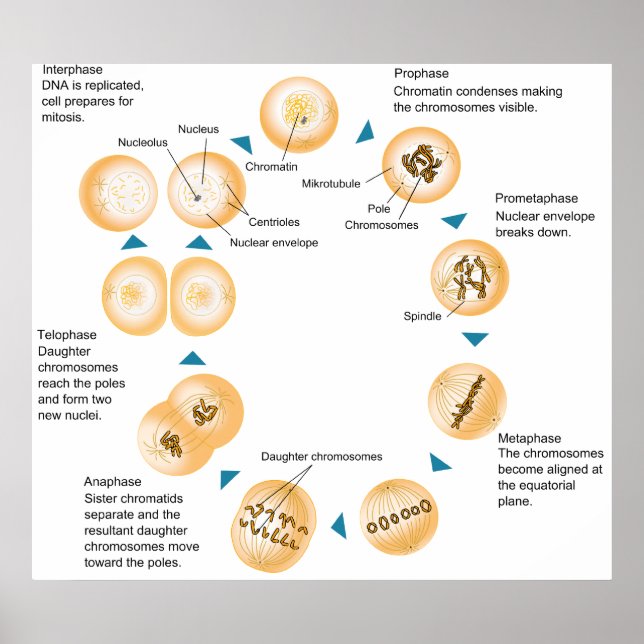 Póster Diagrama esquemático de mitosis celular (Frente)
