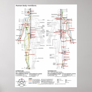 Póster Diagrama esquemático meridianos chinos cuerpo huma