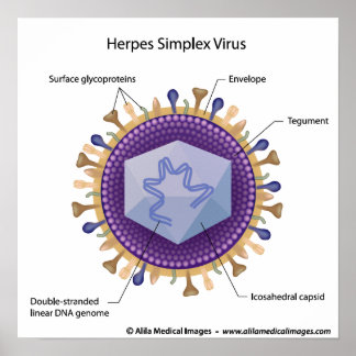 Póster diagrama etiquetado por herpesvirus.